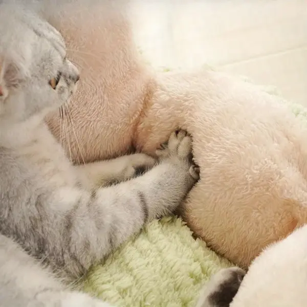 Fluffy Cat & Puppy Bed - Plush Winter Pet House & Cushion