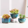 107461-b9aa6a.webp Elegant Glazed Ceramic Pots for Succulents and Small Plants