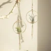 107508-2ff86d.webp Boho Chic Macrame Air Plant Hanger