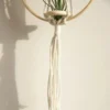 107508-590db7.webp Boho Chic Macrame Air Plant Hanger