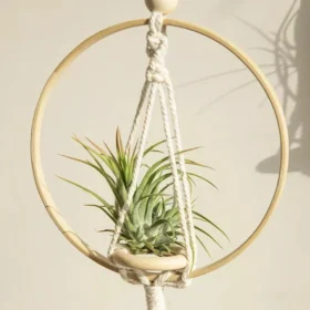 107508-f016bf.webp Boho Chic Macrame Air Plant Hanger