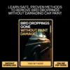 Bird Droppings Gone Without Paint Damage – A Practical Guide on how to remove bird droppings from car paint Safely & Easily
