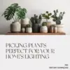 Picking Plants Perfect for Your Home’s Lighting | AI Plant Identification Checklist | How to Use AI to Identify Plants for Your Home's Lighting | Indoor Plant Matching Guide for Beginners